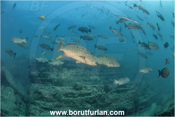 Baja California, Fish, Grouper, Cabo Pulmo, Leopard goruper, Mexico, Mycteroperca, Mycteroperca rosacea, Pacific ocean, Sea of Cortez, Serranidae, Fish school