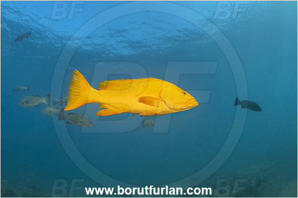 Baja California, Fish, Grouper, Cabo Pulmo, Leopard goruper, Mexico, Mycteroperca, Mycteroperca rosacea, Pacific ocean, Sea of Cortez, Serranidae, Yellow variant