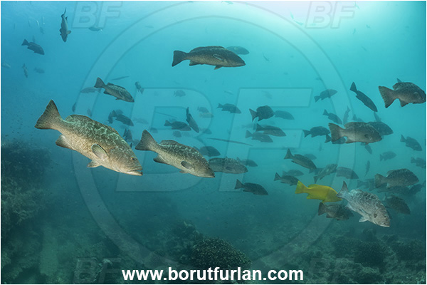 Baja California, Fish, Grouper, Cabo Pulmo, Leopard goruper, Mexico, Mycteroperca, Mycteroperca rosacea, Pacific ocean, Sea of Cortez, Serranidae, Fish school