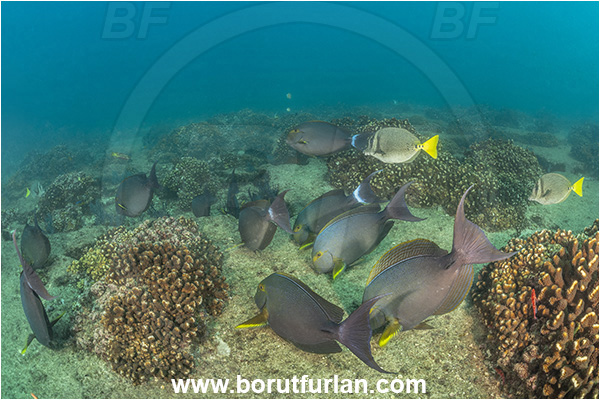 Cabo Pulmo, Baja California, Sea of Cortez, Mexico, Pacific ocean, Acanthurus xanthopterus, Acanthurus, Acanthuridae, Yellowfin Surgeonfish, Surgeonfish, Fish, Feeding, Fish school