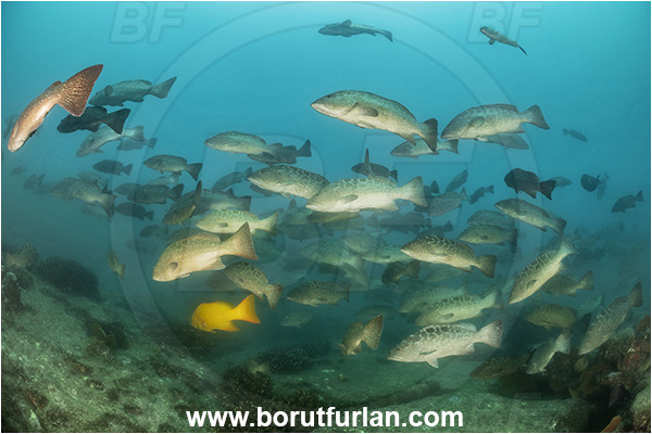 Baja California, Fish, Grouper, Cabo Pulmo, Leopard goruper, Mexico, Mycteroperca, Mycteroperca rosacea, Pacific ocean, Sea of Cortez, Serranidae, Fish school