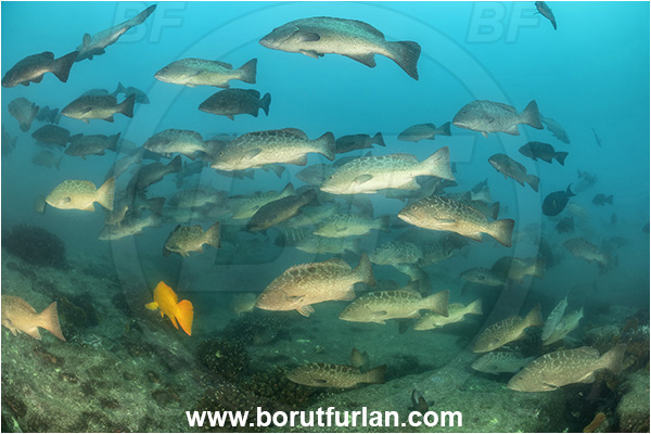 Baja California, Fish, Grouper, Cabo Pulmo, Leopard goruper, Mexico, Mycteroperca, Mycteroperca rosacea, Pacific ocean, Sea of Cortez, Serranidae, Fish school
