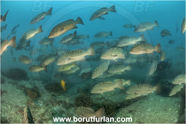 Baja California, Fish, Grouper, Cabo Pulmo, Leopard goruper, Mexico, Mycteroperca, Mycteroperca rosacea, Pacific ocean, Sea of Cortez, Serranidae, Fish school