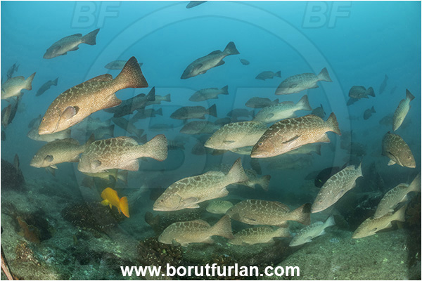 Baja California, Fish, Grouper, Cabo Pulmo, Leopard goruper, Mexico, Mycteroperca, Mycteroperca rosacea, Pacific ocean, Sea of Cortez, Serranidae, Fish school