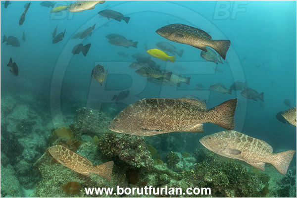 Baja California, Fish, Grouper, Cabo Pulmo, Leopard goruper, Mexico, Mycteroperca, Mycteroperca rosacea, Pacific ocean, Sea of Cortez, Serranidae, Fish school