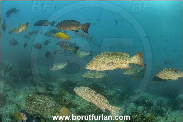 Baja California, Fish, Grouper, Cabo Pulmo, Leopard goruper, Mexico, Mycteroperca, Mycteroperca rosacea, Pacific ocean, Sea of Cortez, Serranidae, Fish school