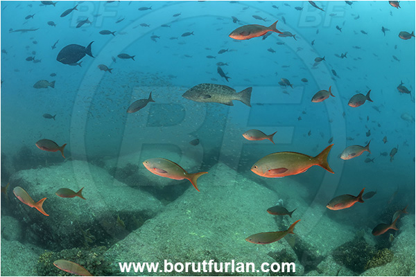 Anthias, Baja California, Cabo Pulmo, Fairy basslet, Fish, Fish school, Mexico, Pacific creolefish, Pacific ocean, Paranthias, Paranthias colonus, Reef, Sea of Cortez, Serranidae, Reef