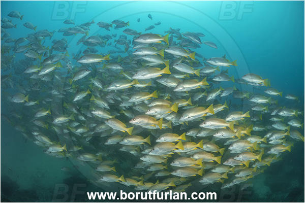 Cabo Pulmo, Sea of Cortez, Baja California, Mexico, Pacific ocean, Lutjanus argentiventris, Lutjanus, Lutjanidae, Amarillo snapper, Yellow snapper, Snapper, Fish, Fish school