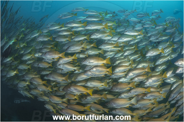 Cabo Pulmo, Sea of Cortez, Baja California, Mexico, Pacific ocean, Lutjanus argentiventris, Lutjanus, Lutjanidae, Amarillo snapper, Yellow snapper, Snapper, Fish, Fish school