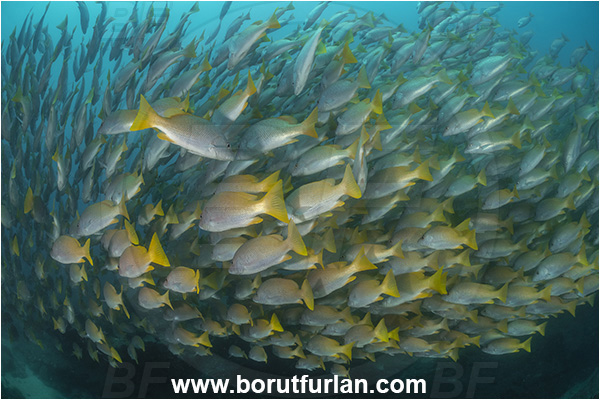 Cabo Pulmo, Sea of Cortez, Baja California, Mexico, Pacific ocean, Lutjanus argentiventris, Lutjanus, Lutjanidae, Amarillo snapper, Yellow snapper, Snapper, Fish, Fish school