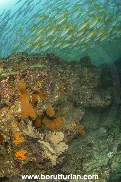 Cabo Pulmo, Sea of Cortez, Baja California, Mexico, Pacific ocean, Lutjanus argentiventris, Lutjanus, Lutjanidae, Amarillo snapper, Yellow snapper, Snapper, Fish, Fish school, Reef