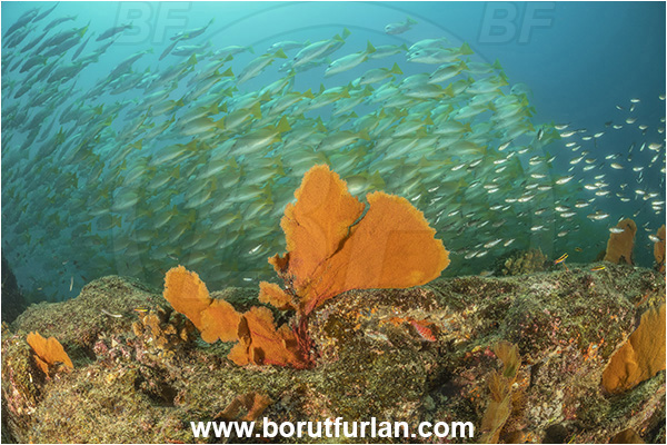 Baja California, Cabo Pulmo, Mexico, Sea of Cortez, Pacific ocean, Pacifigorgia adamsii, Pacifigorgia, Gorgoniidae, Red Sea Fan, Gorgonian, Sea fan, Coral, Cnidaria, Cnidarian, Reef