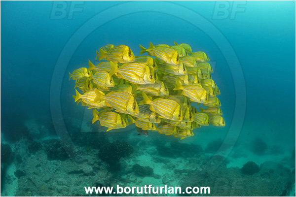 Cabo Pulmo, Baja California, Sea of Cortez, Mexico, Pacific ocean, Anisotremus taeniatus, Anisotremus, Haemulidae, Panamic Porkfish, Porkfish, Grunt, Fish, Fish school, Reef
