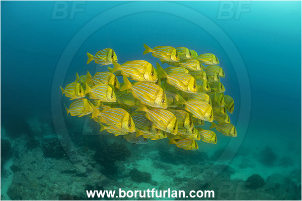 Cabo Pulmo, Baja California, Sea of Cortez, Mexico, Pacific ocean, Anisotremus taeniatus, Anisotremus, Haemulidae, Panamic Porkfish, Porkfish, Grunt, Fish, Fish school, Reef
