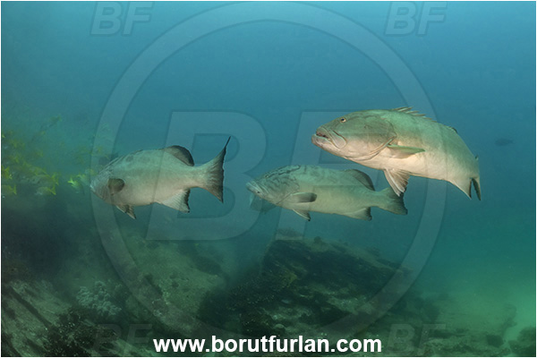 Cabo Pulmo, Sea of Cortez, Baja California, Mexico, Pacific ocean, Mycteroperca jordani, Mycteroperca, Serranidae, Gulf grouper, Grouper, Fish, Reef