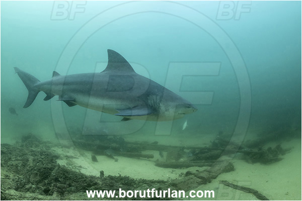 Cabo Pulmo, Baja California, Sea of Cortez, Mexico, Pacific ocean, Carcharhinus leucas, Carcharhinus, Carcharhinidae, Elasmobranchii, Bull Shark, Shark, Fish