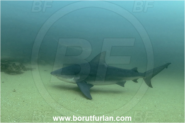 Cabo Pulmo, Baja California, Sea of Cortez, Mexico, Pacific ocean, Carcharhinus leucas, Carcharhinus, Carcharhinidae, Elasmobranchii, Bull Shark, Shark, Fish
