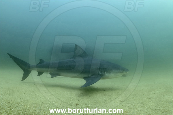Cabo Pulmo, Baja California, Sea of Cortez, Mexico, Pacific ocean, Carcharhinus leucas, Carcharhinus, Carcharhinidae, Elasmobranchii, Bull Shark, Shark, Fish