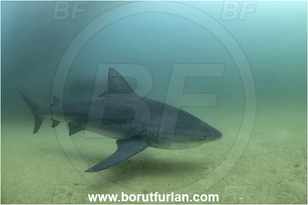 Cabo Pulmo, Baja California, Sea of Cortez, Mexico, Pacific ocean, Carcharhinus leucas, Carcharhinus, Carcharhinidae, Elasmobranchii, Bull Shark, Shark, Fish
