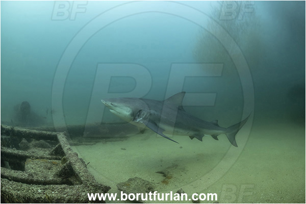 Cabo Pulmo, Baja California, Sea of Cortez, Mexico, Pacific ocean, Carcharhinus leucas, Carcharhinus, Carcharhinidae, Elasmobranchii, Bull Shark, Shark, Fish, Wreck