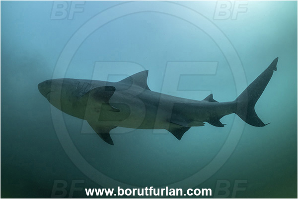 Cabo Pulmo, Baja California, Sea of Cortez, Mexico, Pacific ocean, Carcharhinus leucas, Carcharhinus, Carcharhinidae, Elasmobranchii, Bull Shark, Shark, Fish