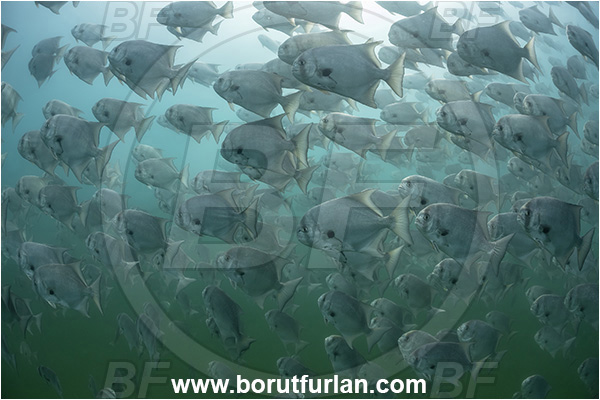 Baja California, Fish, Fish school, Cabo Pulmo, Mexico, Pacific ocean, Sea of Cortez, Chaetodipterus zonatus, Chaetodipterus, Ephippidae, Pacific spadefish, Spadefish, Fish, Fish school