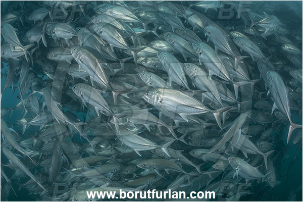 Cabo Pulmo, Baja California, Sea of Cortez, Mexico, Pacific ocean, Caranx sexfasciatus, Caranx, Carangidae, Bigeye trevally, Trevally, Fish, Fish school