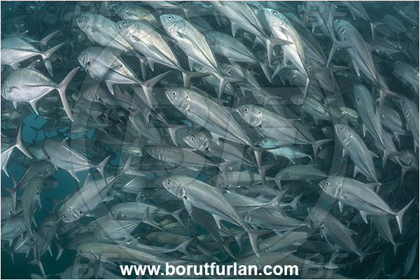 Cabo Pulmo, Baja California, Sea of Cortez, Mexico, Pacific ocean, Caranx sexfasciatus, Caranx, Carangidae, Bigeye trevally, Trevally, Fish, Fish school