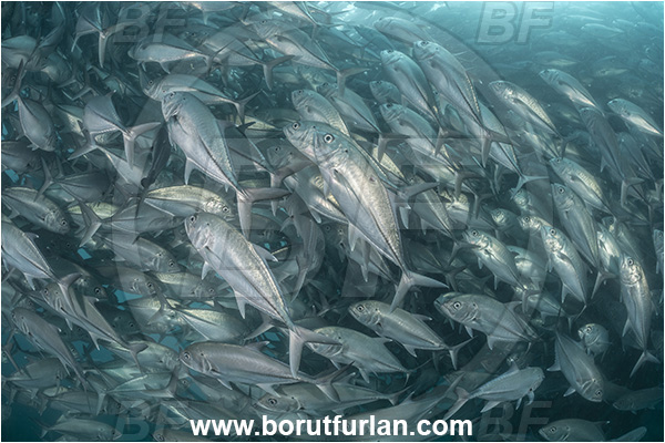 Cabo Pulmo, Baja California, Sea of Cortez, Mexico, Pacific ocean, Caranx sexfasciatus, Caranx, Carangidae, Bigeye trevally, Trevally, Fish, Fish school