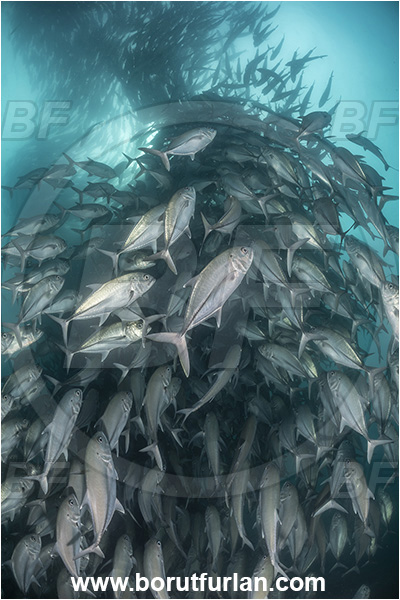 Cabo Pulmo, Baja California, Sea of Cortez, Mexico, Pacific ocean, Caranx sexfasciatus, Caranx, Carangidae, Bigeye trevally, Trevally, Fish, Fish school