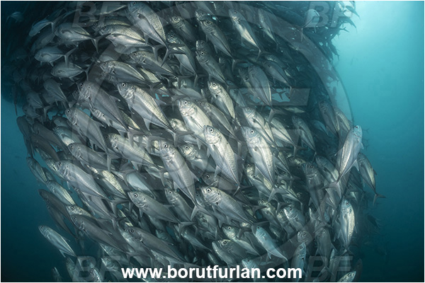 Cabo Pulmo, Baja California, Sea of Cortez, Mexico, Pacific ocean, Caranx sexfasciatus, Caranx, Carangidae, Bigeye trevally, Trevally, Fish, Fish school
