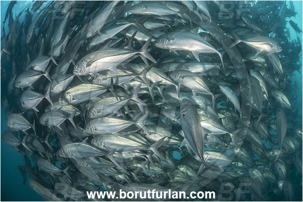 Cabo Pulmo, Baja California, Sea of Cortez, Mexico, Pacific ocean, Caranx sexfasciatus, Caranx, Carangidae, Bigeye trevally, Trevally, Fish, Fish school