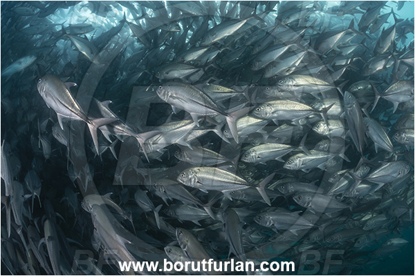 Cabo Pulmo, Baja California, Sea of Cortez, Mexico, Pacific ocean, Caranx sexfasciatus, Caranx, Carangidae, Bigeye trevally, Trevally, Fish, Fish school
