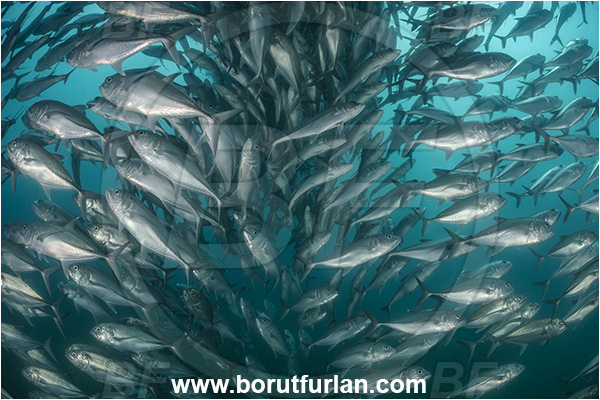 Cabo Pulmo, Baja California, Sea of Cortez, Mexico, Pacific ocean, Caranx sexfasciatus, Caranx, Carangidae, Bigeye trevally, Trevally, Fish, Fish school
