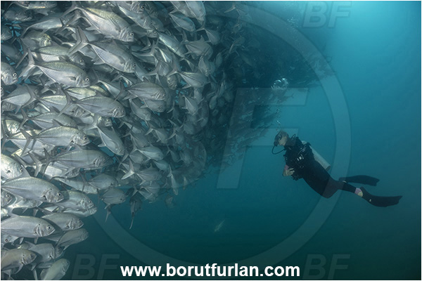 Cabo Pulmo, Baja California, Sea of Cortez, Mexico, Pacific ocean, Caranx sexfasciatus, Caranx, Carangidae, Bigeye trevally, Trevally, Fish, Fish school, Diver