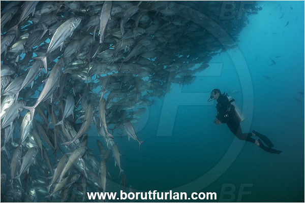 Cabo Pulmo, Baja California, Sea of Cortez, Mexico, Pacific ocean, Caranx sexfasciatus, Caranx, Carangidae, Bigeye trevally, Trevally, Fish, Fish school, Diver