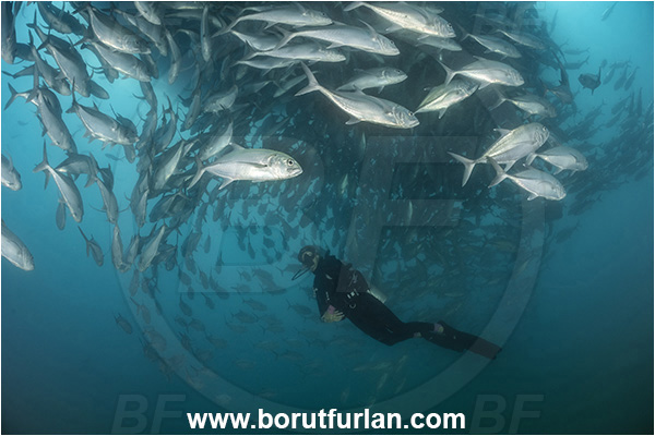 Cabo Pulmo, Baja California, Sea of Cortez, Mexico, Pacific ocean, Caranx sexfasciatus, Caranx, Carangidae, Bigeye trevally, Trevally, Fish, Fish school, Diver