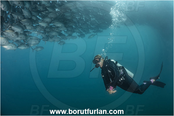 Cabo Pulmo, Baja California, Sea of Cortez, Mexico, Pacific ocean, Caranx sexfasciatus, Caranx, Carangidae, Bigeye trevally, Trevally, Fish, Fish school, Diver