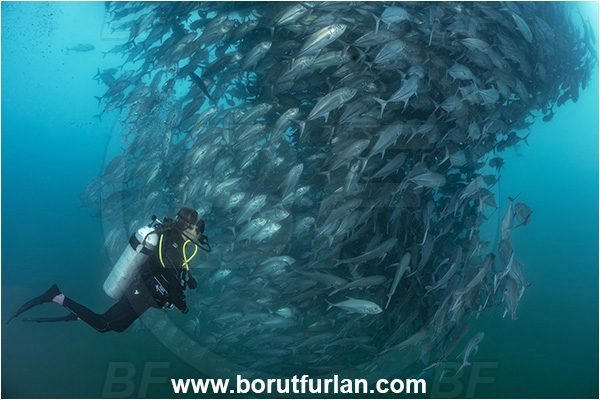 Cabo Pulmo, Baja California, Sea of Cortez, Mexico, Pacific ocean, Caranx sexfasciatus, Caranx, Carangidae, Bigeye trevally, Trevally, Fish, Fish school, Diver