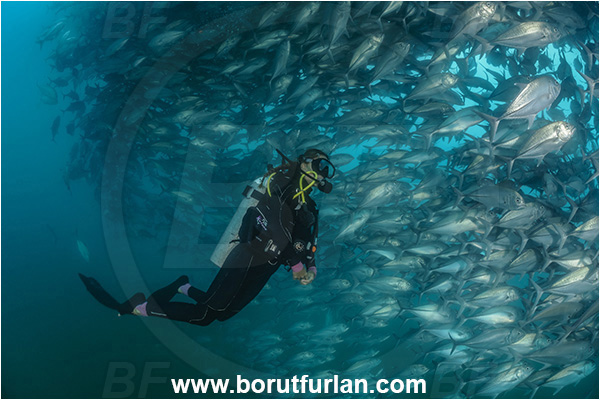 Cabo Pulmo, Baja California, Sea of Cortez, Mexico, Pacific ocean, Caranx sexfasciatus, Caranx, Carangidae, Bigeye trevally, Trevally, Fish, Fish school, Diver