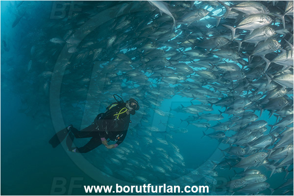 Cabo Pulmo, Baja California, Sea of Cortez, Mexico, Pacific ocean, Caranx sexfasciatus, Caranx, Carangidae, Bigeye trevally, Trevally, Fish, Fish school, Diver