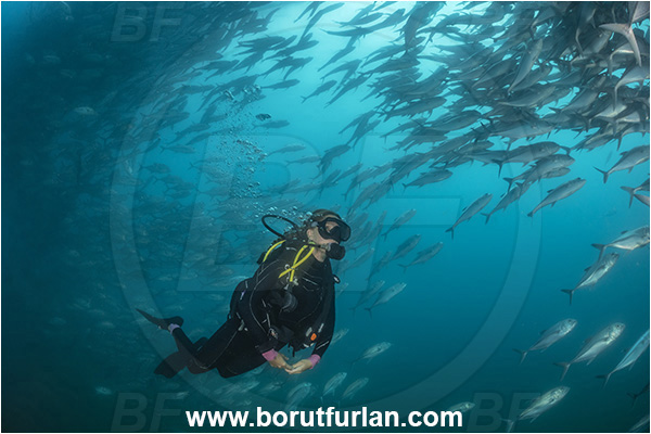 Cabo Pulmo, Baja California, Sea of Cortez, Mexico, Pacific ocean, Caranx sexfasciatus, Caranx, Carangidae, Bigeye trevally, Trevally, Fish, Fish school, Diver