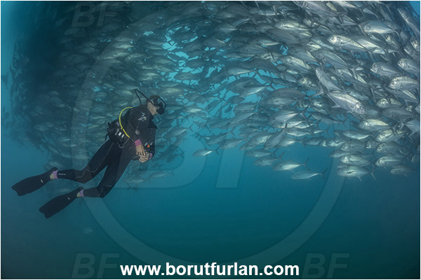 Cabo Pulmo, Baja California, Sea of Cortez, Mexico, Pacific ocean, Caranx sexfasciatus, Caranx, Carangidae, Bigeye trevally, Trevally, Fish, Fish school, Diver