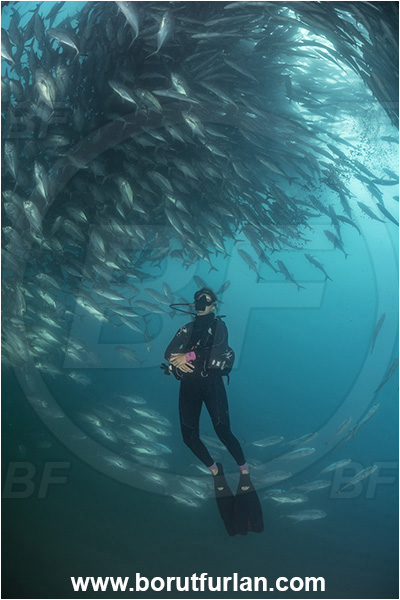 Cabo Pulmo, Baja California, Sea of Cortez, Mexico, Pacific ocean, Caranx sexfasciatus, Caranx, Carangidae, Bigeye trevally, Trevally, Fish, Fish school, Diver