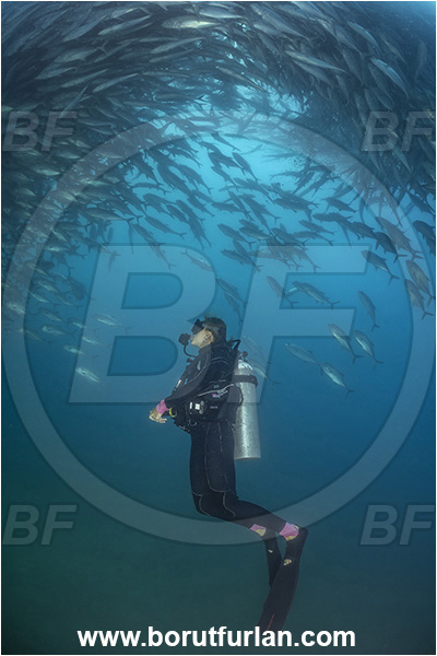 Cabo Pulmo, Baja California, Sea of Cortez, Mexico, Pacific ocean, Caranx sexfasciatus, Caranx, Carangidae, Bigeye trevally, Trevally, Fish, Fish school, Diver
