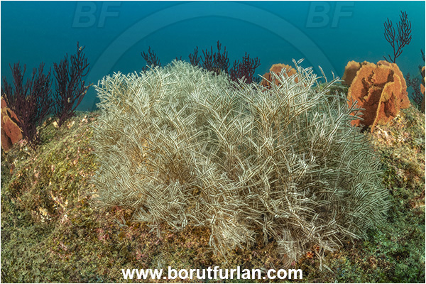 Baja California, Cabo Pulmo, Mexico, Sea of Cortez, Pacific ocean, Hydrozoa, Cnidaria, Cnidarian, Hydroid, Unidentified, Reef