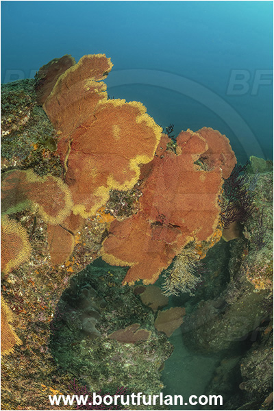 Baja California, Cabo Pulmo, Mexico, Sea of Cortez, Pacific ocean, Pacifigorgia adamsii, Pacifigorgia, Gorgoniidae, Red Sea Fan, Gorgonian, Sea fan, Coral, Cnidaria, Cnidarian, Reef