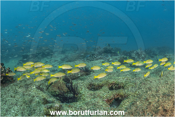 Cabo Pulmo, Baja California, Sea of Cortez, Mexico, Pacific ocean, Lutjanus viridis, Lutjanus, Lutjanidae, Blue and gold snapper, Snapper, Fish, Fish school, Reef
