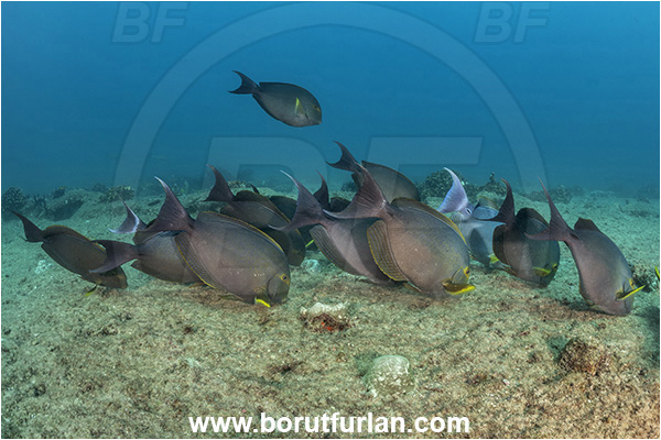 Cabo Pulmo, Baja California, Sea of Cortez, Mexico, Pacific ocean, Acanthurus xanthopterus, Acanthurus, Acanthuridae, Yellowfin Surgeonfish, Surgeonfish, Fish, Feeding, Fish school