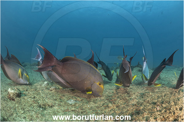 Cabo Pulmo, Baja California, Sea of Cortez, Mexico, Pacific ocean, Acanthurus xanthopterus, Acanthurus, Acanthuridae, Yellowfin Surgeonfish, Surgeonfish, Fish, Feeding, Fish school
